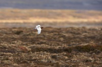 Belokur rousny - Lagopus lagopus - Willow Ptarmigan 5817